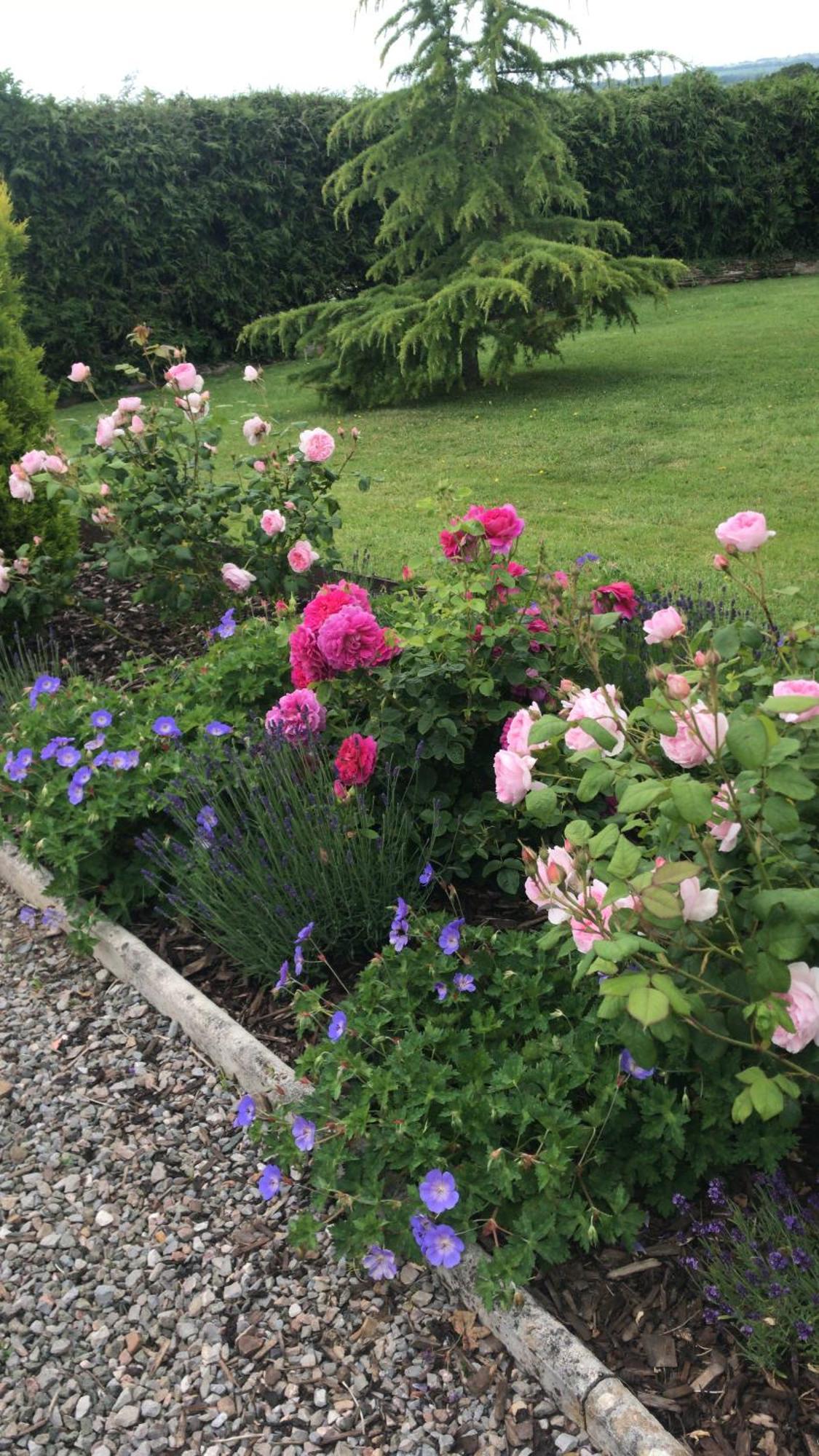 Rock Park Farm - Home From Home Accommodation Yeoford Eksteriør billede
